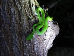 Trimeresurus stejnegeri