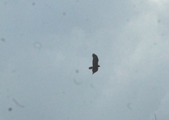 Buteo albonotatus