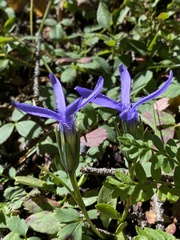 Gentianopsis barbellata