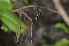 Polycanthagyna erythromelas