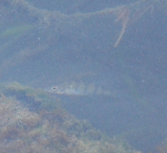Perca fluviatilis