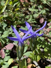 Gentianopsis barbellata