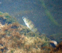 Perca fluviatilis