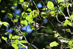 Aegithalos caudatus
