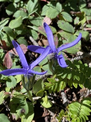 Gentianopsis barbellata