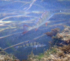 Perca fluviatilis
