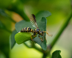 Psammaletes mexicanus