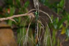 Polycanthagyna erythromelas