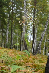 Parasenecio hastatus