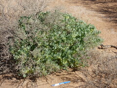 Atriplex holocarpa