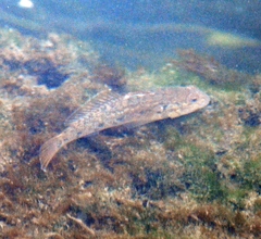 Neogobius melanostomus
