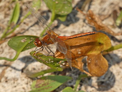 Sympetrum flaveolum