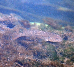 Neogobius melanostomus