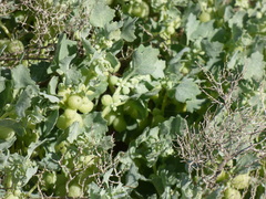 Atriplex holocarpa