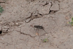 Cicindela ocellata