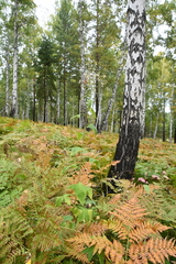 Parasenecio hastatus