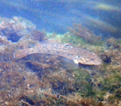 Neogobius melanostomus