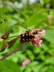 Clinteria klugi