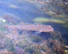 Neogobius melanostomus