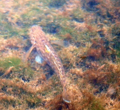 Neogobius melanostomus