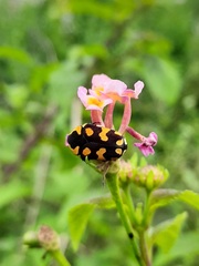 Clinteria klugi