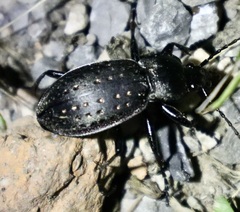 Carabus hortensis