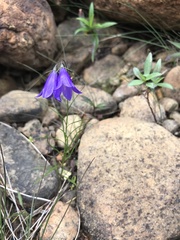 Campanula rotundifolia