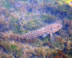 Neogobius melanostomus