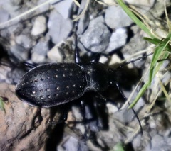 Carabus hortensis