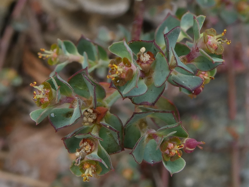 Euphorbia cassia