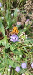 Boloria selene