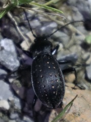 Carabus hortensis