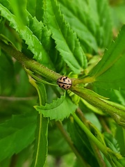 Cheilomenes sexmaculata