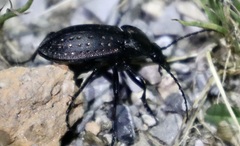 Carabus hortensis