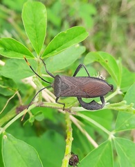 Anoplocnemis