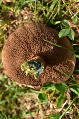 Suillus viscidus