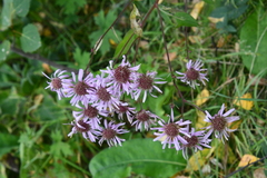 Aster tataricus