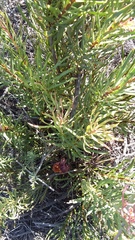 Protea