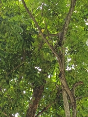 Pitangus sulphuratus