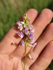Vicia biennis