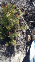 Protea
