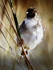 Cisticola chiniana