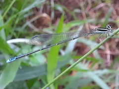 Aciagrion occidentale