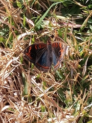 Junonia