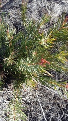 Protea