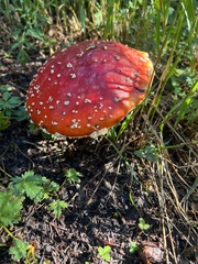 Amanita muscaria flavivolvata