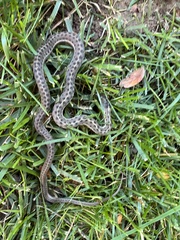Thamnophis elegans vagrans
