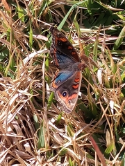 Junonia