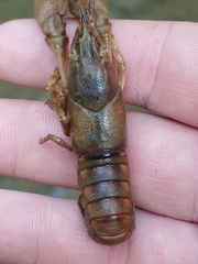 Faxonius cristavarius