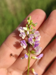 Vicia biennis